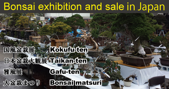 Bonsai exhibition and sale in Japan